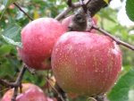 Apples
