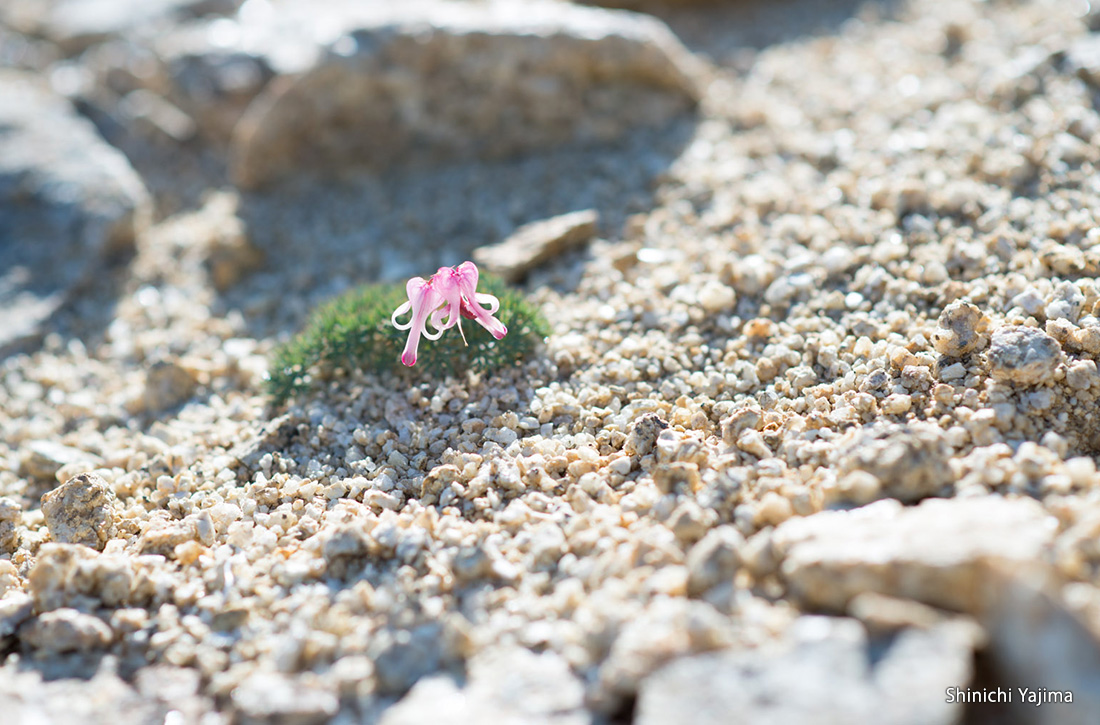 Beautiful komakusa flowers bloom in the gravel.